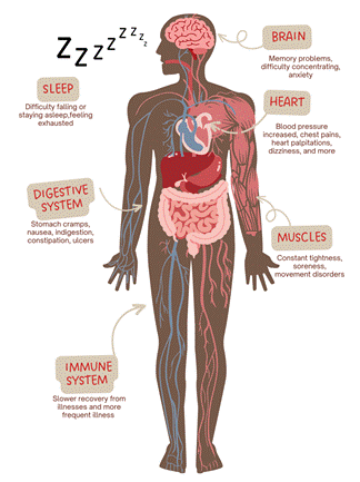 Illustration of the body and how stress affects different systems