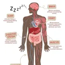 Illustration of the body and how stress affects different systems